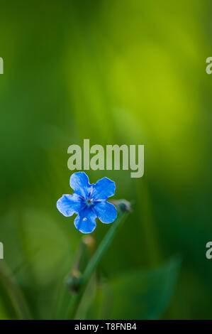 Myosotis bella blu minuscoli fiori di bosco in primavera bloosom di arte e di design di sfocatura con lo spazio di testo Foto Stock