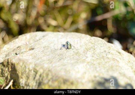 Brillante comune colorato verde bottiglia fly (lucilia sericata) seduto su una pietra al di fuori in una giornata di sole Foto Stock