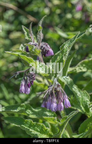 Campione di fioritura di Comfrey / consolida su una soleggiata giornata estiva. Usato come a base di erbe medicinali / impianto e noto come osso-kit Foto Stock