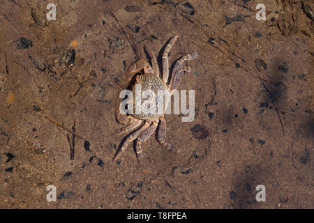 Granchio di fiume (Potamon potamios) Foto Stock