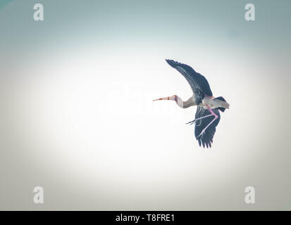 Dipinto di Stork volare alto nel cielo Foto Stock