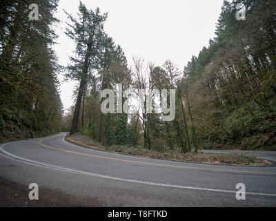 Basso angolo vista di forte giro attraverso una fitta foresta Foto Stock