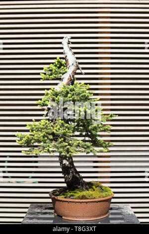 Picea engelmannii - Engelmann abete rosso - 80 anni di bonsai, al Portland Giardino giapponese a Portland, Oregon, Stati Uniti d'America. Foto Stock