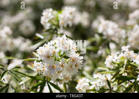 Mexican Zagara - Choisya - a Hoyt Arboretum di Portland, Oregon, Stati Uniti d'America. Foto Stock