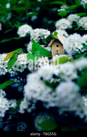Birdhouse on a blooming bird cherry tree, tiny nesting box in spring flowers. Creative spring photography with copy space Foto Stock
