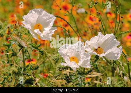 Ritratto di close-up di un bianco coccolone fiori di papavero prese a stagione di fioritura in TX ,USA Foto Stock