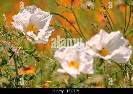 Ritratto di close-up di un bianco coccolone fiori di papavero prese a stagione di fioritura in TX ,USA Foto Stock