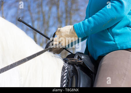 Lipizzan. Rider che mostra il corretto modo di tenere le redini. Germania Foto Stock