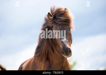 Cavallo islandese. Ritratto di un nero castrazione. Austria Foto Stock