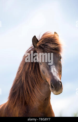 Cavallo islandese. Ritratto di un nero castrazione. Austria Foto Stock
