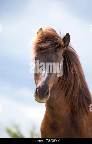 Cavallo islandese. Ritratto di un nero castrazione. Austria Foto Stock