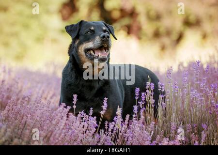 Rottweiler Mongrel nella brughiera Foto Stock