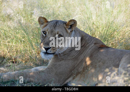 Botswana: un pigro Leonessa giacente in erba del Kalahari Foto Stock