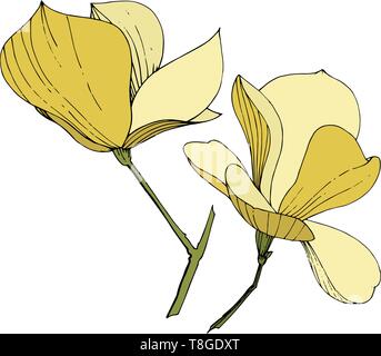 Vettore foral di Magnolia fiori botanica. Giallo inchiostro inciso art. Isolato magnolia illustrazione elemento. Illustrazione Vettoriale