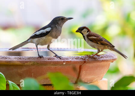 Femmina Oriental Magpie Robin e casa passero si appollaia su argilla vaschetta piena di acqua Foto Stock