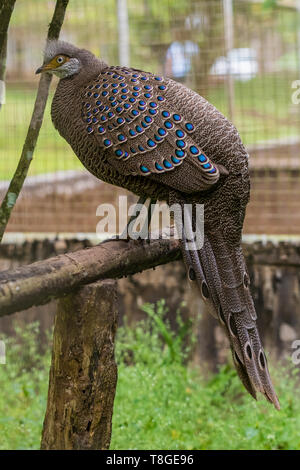 Grigio-blu pavone fagiano appollaiate su pesce persico in gabbia grande Foto Stock