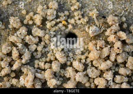 Piccolo granchio. Essi si trovano di solito sulle spiagge sabbiose o fangose sponde superiori, nascosti nelle loro tane durante l'alta marea ed emerge solo durante la bassa marea per l'alimentazione. Foto Stock