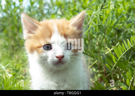 Un piccolo cucciolo rosso con gli occhi blu gioca nell'erba. Close-up. Gattino nel cortile. Foto Stock