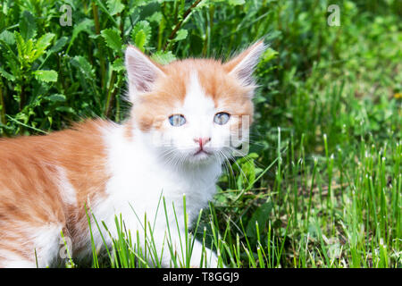 Un piccolo cucciolo rosso con gli occhi blu gioca nell'erba. Close-up. Gattino nel cortile. Foto Stock