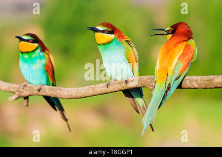 Uccello del paradiso colorato tre seduti su di un ramo Foto Stock