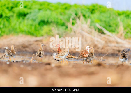 Gregge di differenti waders in piedi in acqua poco profonda Foto Stock