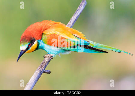 Formidabile bellissimo uccello seduto su un ramo Foto Stock