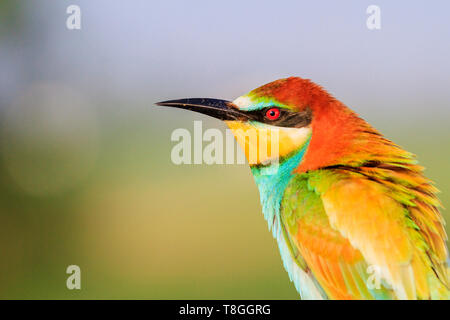 Ritratto di un bellissimo uccello colorato Foto Stock