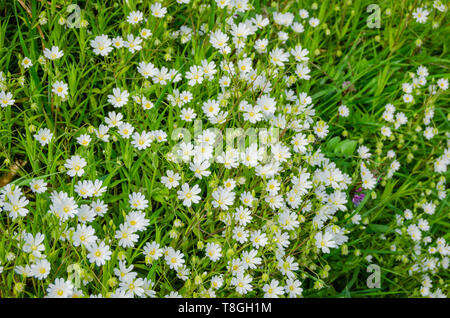 Piccoli fiori selvatici con petali di colore bianco e giallo stame su steli verdi e foglie. Foto Stock