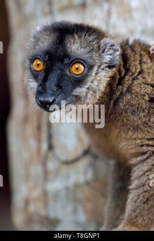 Francia, isola di Mayotte (dipartimento francese d' oltremare), Grande Terre di Kani Keli, il giardino Maore a N'Gouja beach, Bruno lemur (il Eulemur fulvus mayottensis) chiamato anche maki Foto Stock