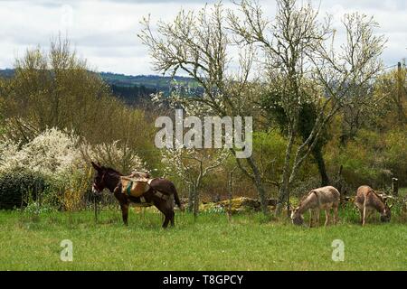 Francia, Lot, Bonnecoste, la transumanza di agnelli di Quercy, Rocamadour Luzech, Granges di Bonnecoste Foto Stock