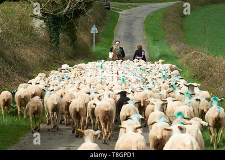 Francia, Lot, Rocamadour, la transumanza di agnelli di Quercy, Rocamadour Luzech, partenza dei fienili di Bonnecoste Foto Stock