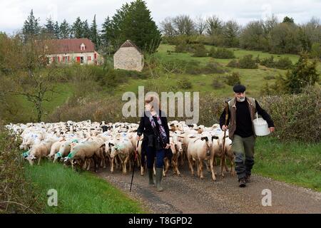 Francia, Lot, Rocamadour, la transumanza di agnelli di Quercy, Rocamadour Luzech, arrivo presso i fienili di Bonnecoste Foto Stock