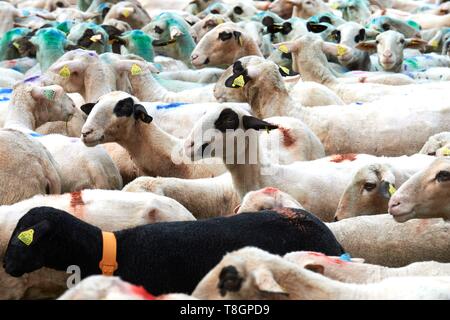 Francia, Lot, Rocamadour, la transumanza di agnelli di Quercy, partenza degli ovini ai piedi della città di Rocamadour, Luzech Foto Stock