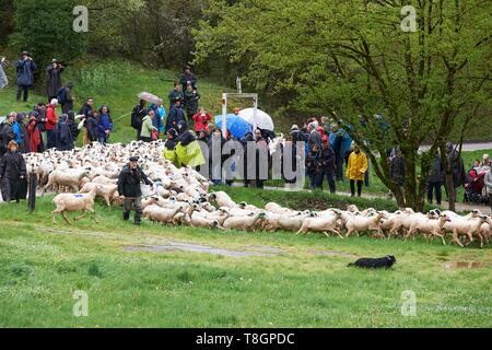Francia, Lot, Rocamadour, la transumanza di agnelli di Quercy, partenza degli ovini ai piedi della città di Rocamadour, Luzech Foto Stock