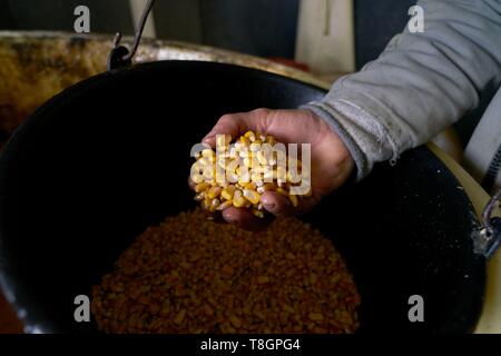 Francia, Gers, Lartigue, località Baylac, Baylac farm, allevamento di anatre, close up di mais utilizzato per forzare l'alimentazione Foto Stock