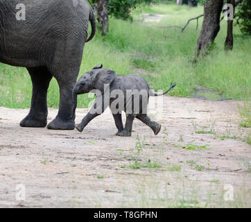 Elefante in esecuzione di vitello a mettersi al passo con la madre in una radura in Liwonde National Park, Malawi Foto Stock