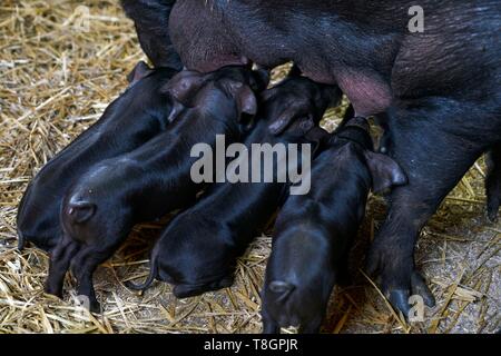 Francia, Haute Garonne, Saman, Jean Baptiste Aries, allevatore di maiale nero di Bigorre Foto Stock