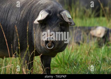 Francia, Haute Garonne, Saman, Jean Baptiste Aries, suino nero agricoltore di Bigorre Foto Stock