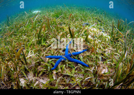 Blue sea star, Linckia laevigata, su un letto di fanerogame, Pohnpei, Stati Federati di Micronesia Foto Stock