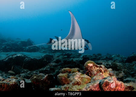 Manta ray, Manta alfredi, nuota in una barriera corallina, Ros canale, Pohnpei, Stati Federati di Micronesia Foto Stock