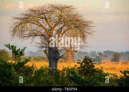 Grandi baobab visto in prima serata la luce sul bordo del Liwonde National Park, il Malawi dove un villaggio si trova nelle vicinanze Foto Stock