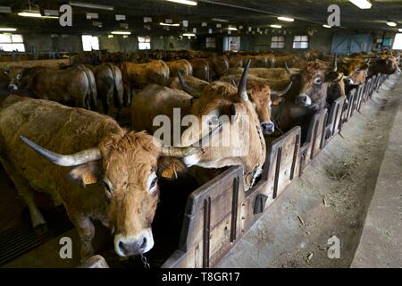 Francia, Aveyron, Laguiole, Patrick Mouliade, BFA Presidente e sua moglie Nadege Aubrac allevatori di vacche, stalla Foto Stock