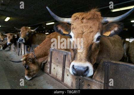 Francia, Aveyron, Laguiole, Patrick Mouliade, BFA Presidente e sua moglie Nadege Aubrac allevatori di vacche, stalla Foto Stock