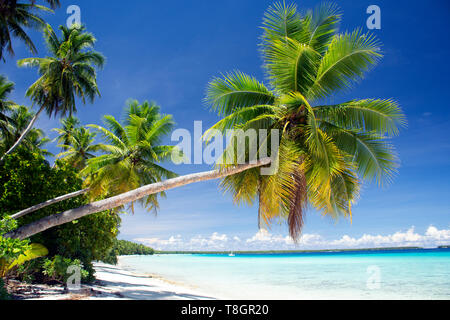 Spiaggia di sabbia bianca e la palma da cocco, Ant Atoll, Pohnpei, Stati Federati di Micronesia Foto Stock