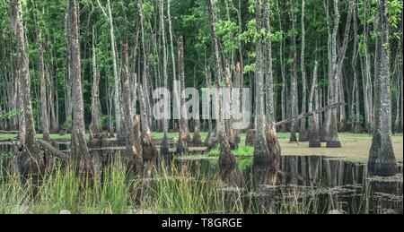 Stati Uniti, Louisiana, Sam Houston Jones stato parco, grande cipresso e palude Foto Stock