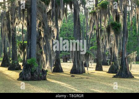 Stati Uniti, Louisiana, Sam Houston Jones stato parco, grande cipresso e palude Foto Stock