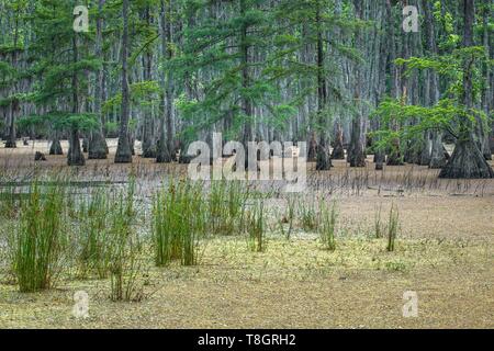 Stati Uniti, Louisiana, Sam Houston Jones stato parco, grande cipresso e palude Foto Stock