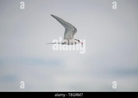 L'Islanda, la regione orientale Jokulsarlon, Arctic Stern Foto Stock