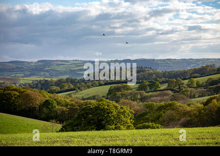 Devon rurale scena, Agriturismo, Village, Regno Unito, esterno dell'edificio, paesaggio - Paesaggio,Dartmoor, a piedi, in campo agricolo, agricoltura, animali, animale Wildli Foto Stock