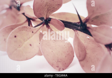 Crespino Thunberg è un bellissimo arbusto ornamentali . Foto Stock